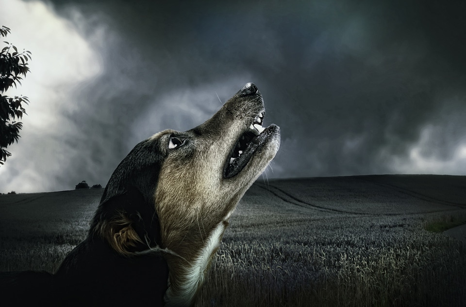 Moonlight animal fur