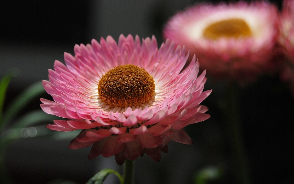 Flowers pink plants