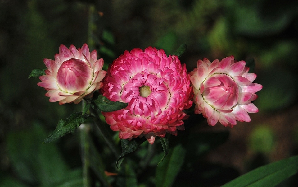 Flowers pink plants