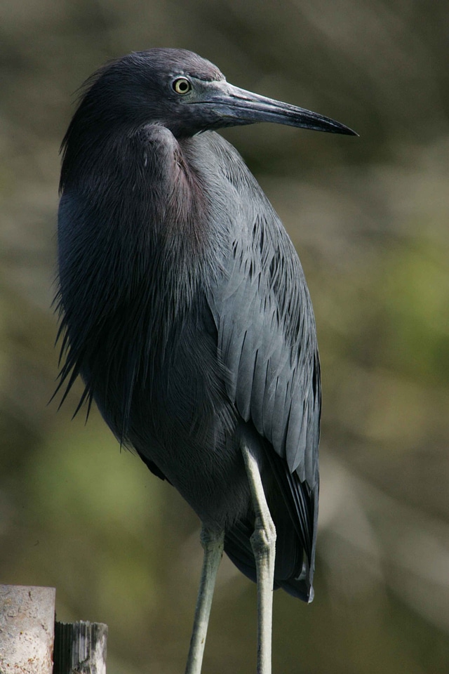 Little nonbreeding photograph
