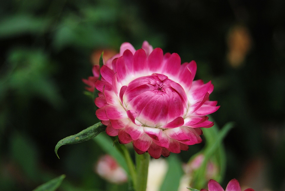 Flowers pink plants