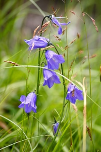 Flowers small flower violet