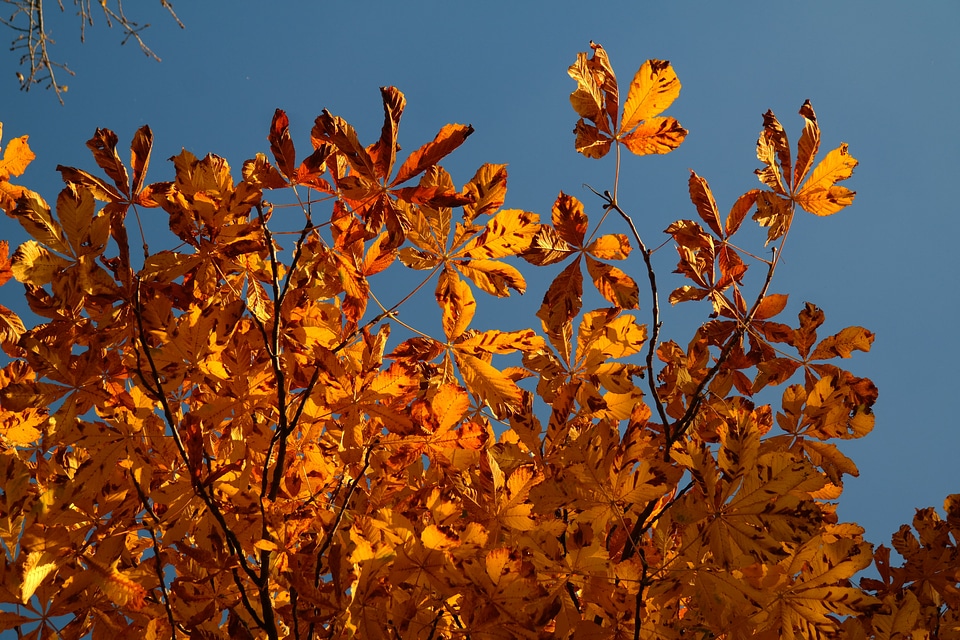 Autumn colours tree chestnut