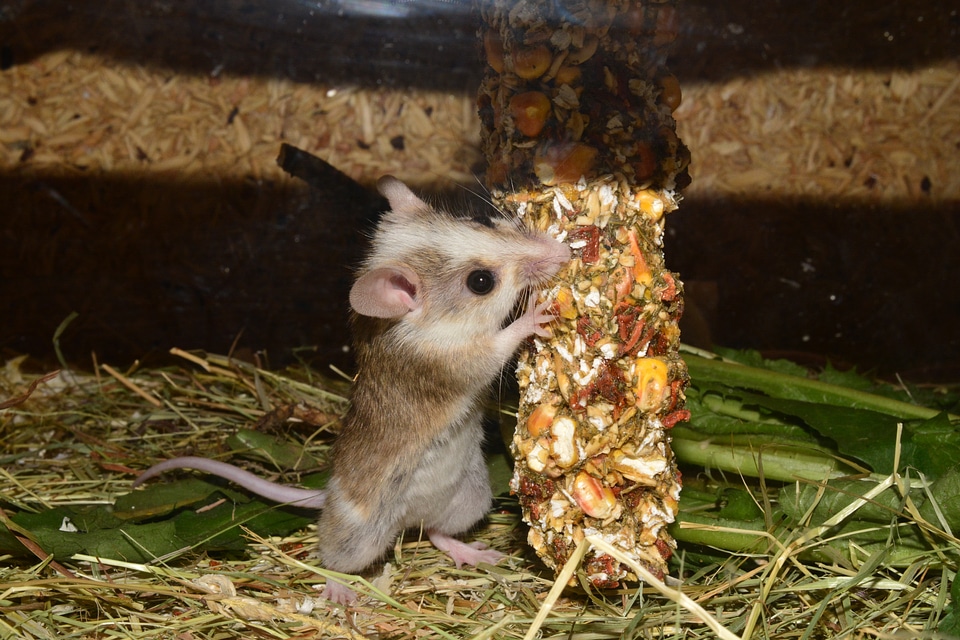 Colorful hungry nibble