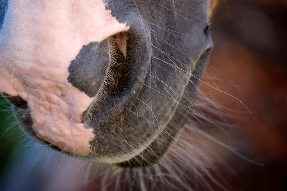 Brown horse head animals