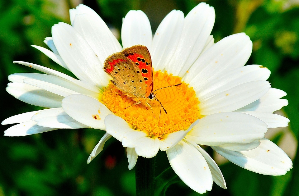 Flowers yellow daisy