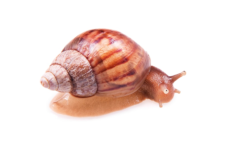 snail