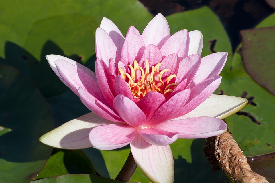 Aquatic plants petals white