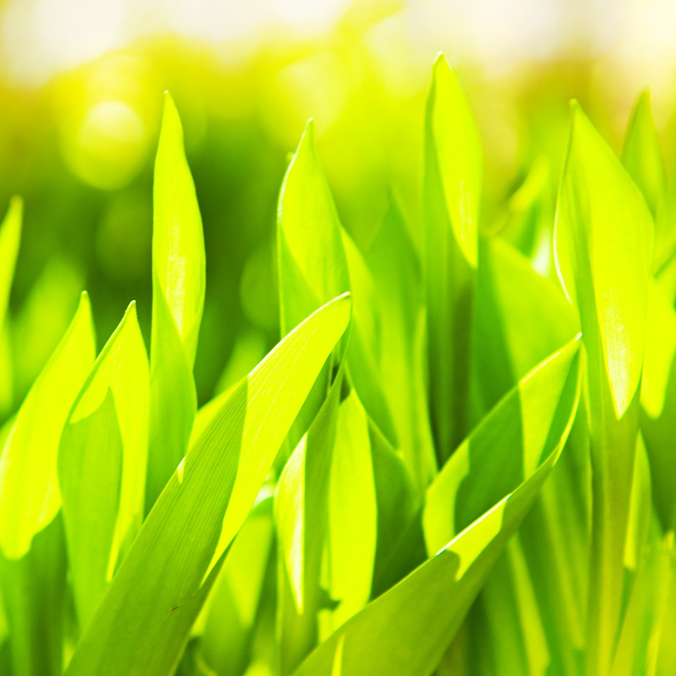 grass