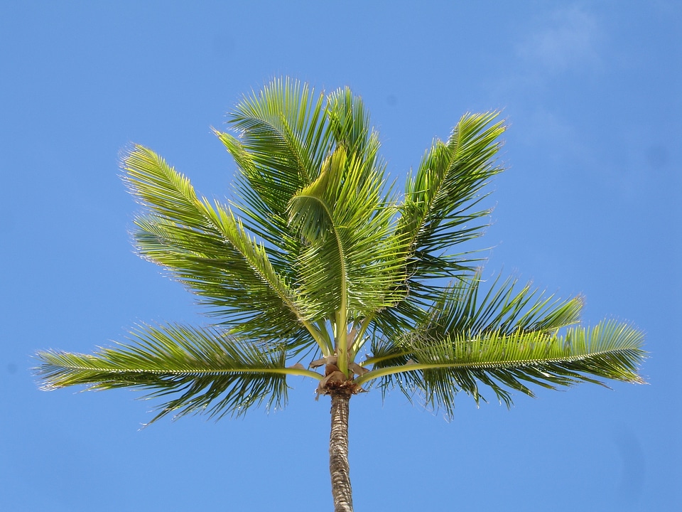 Palm tree sky blue dominican republic