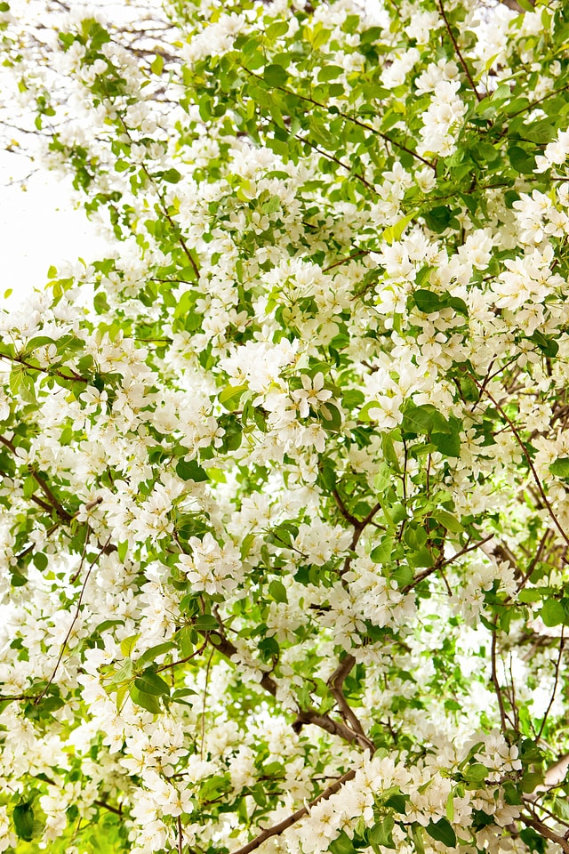 spring flowers