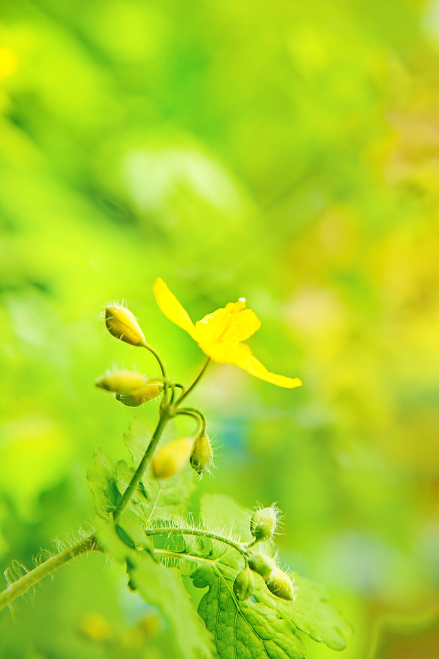 spring leaves