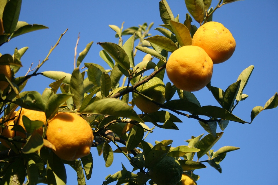 Rounded fresh yellow