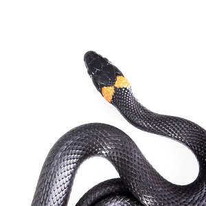 Black Snake