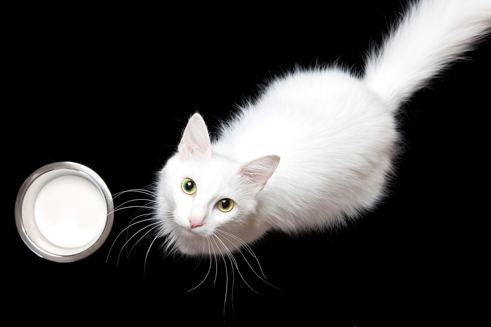 White Cat and Milk