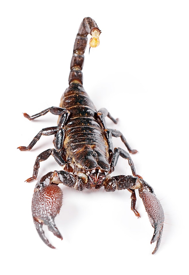 Scorpion on White