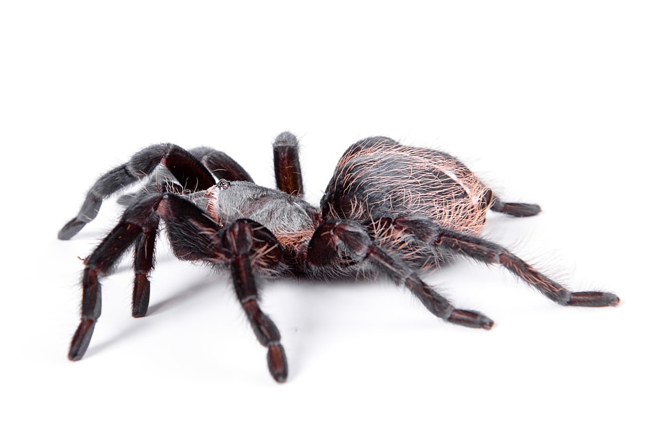 Large Tarantula Spider