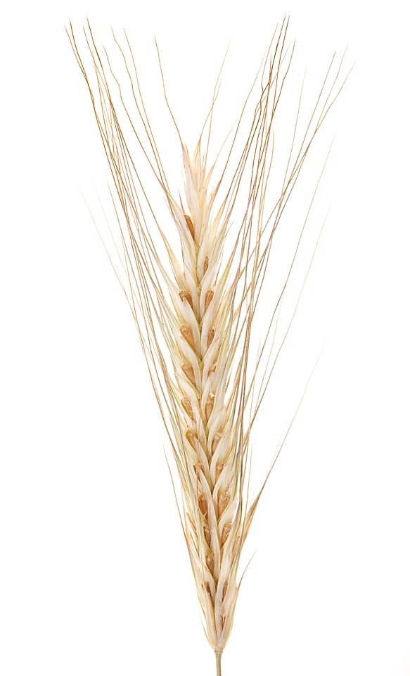 wheat