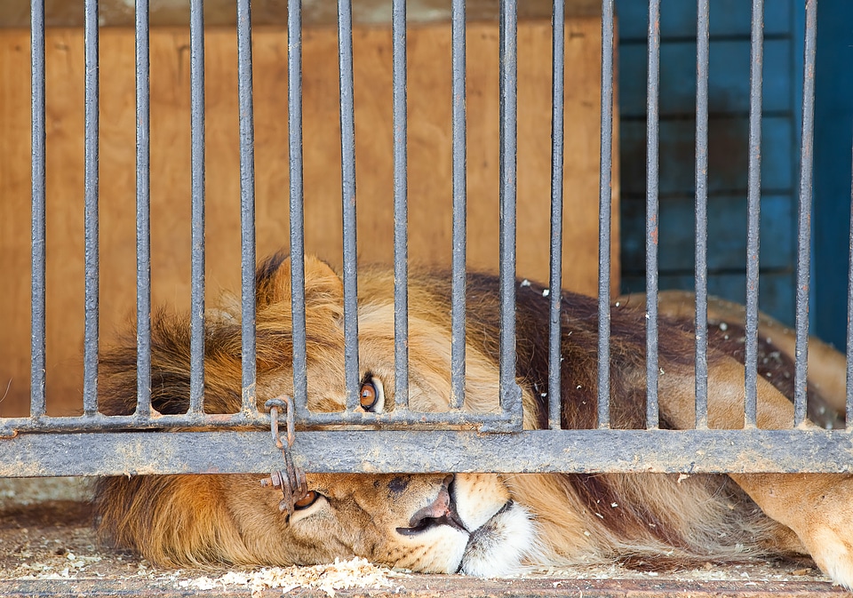 Caged King photo