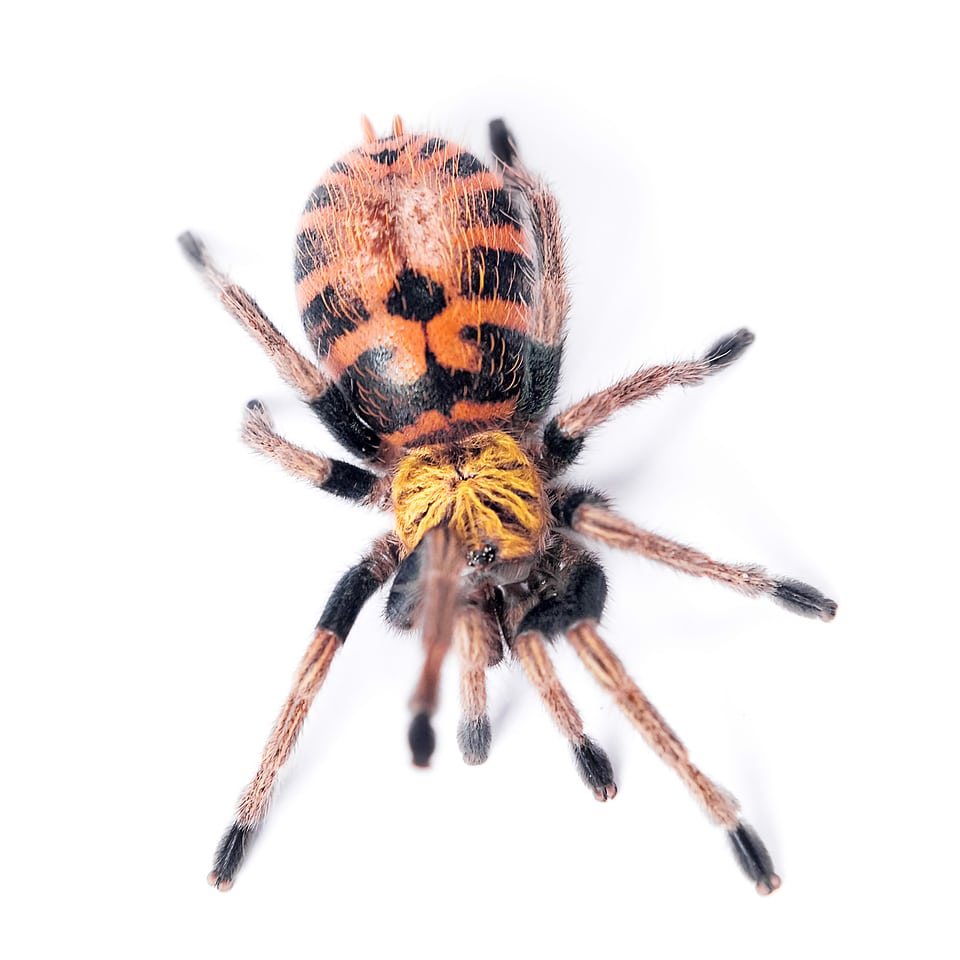 spider