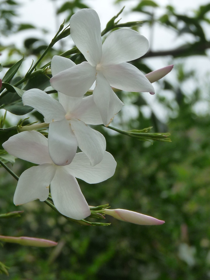 Fragrant blossoms blooms