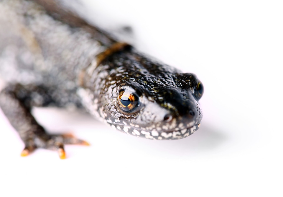 Salamander Close Up photo
