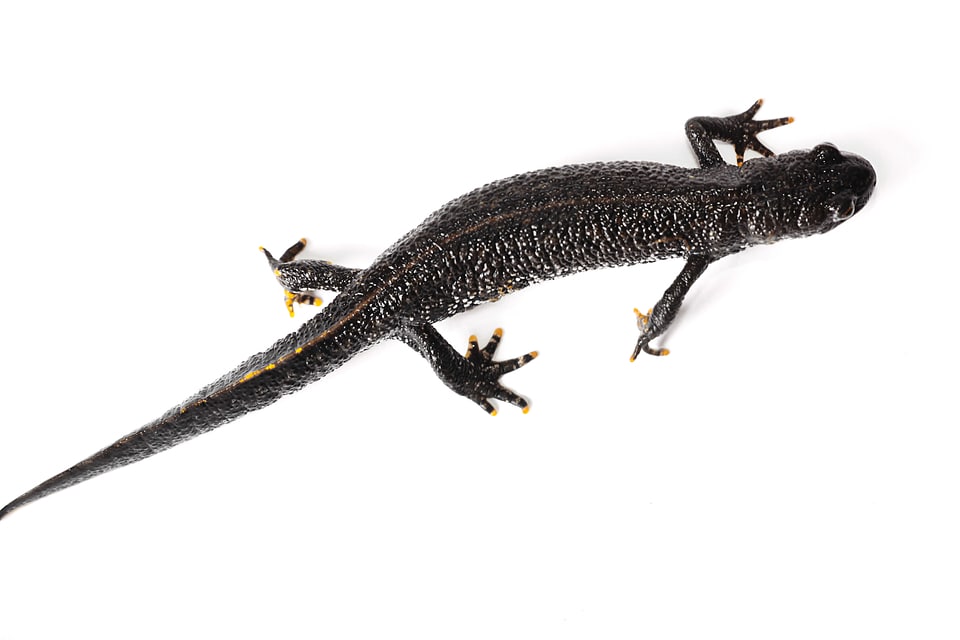 Salamandra on White