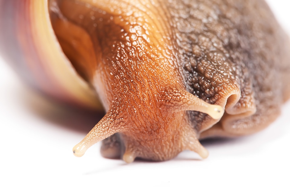 snail