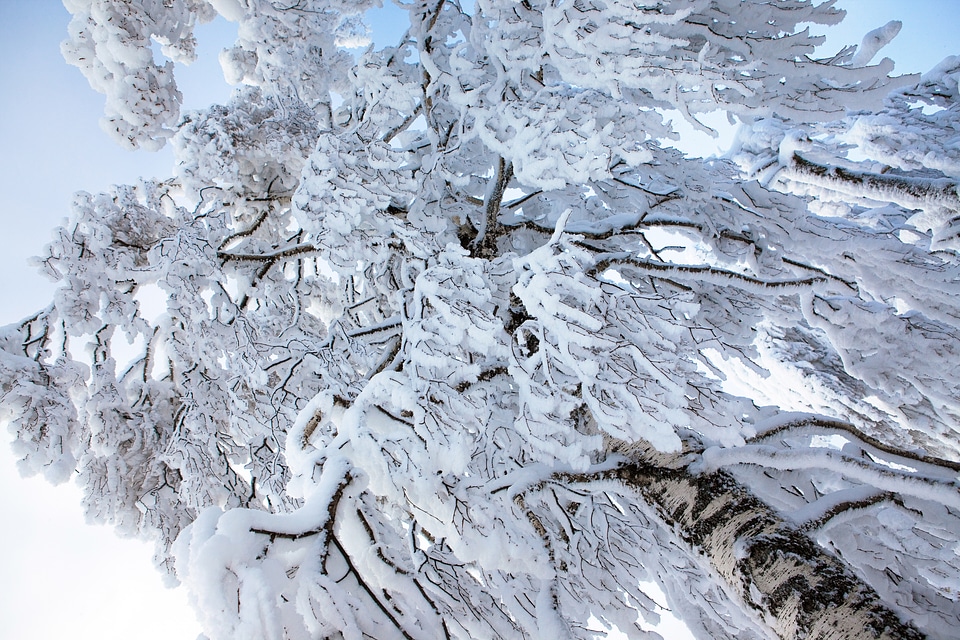 winter tree photo