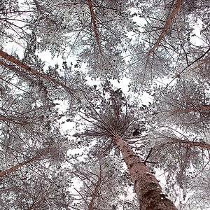 winter trees photo