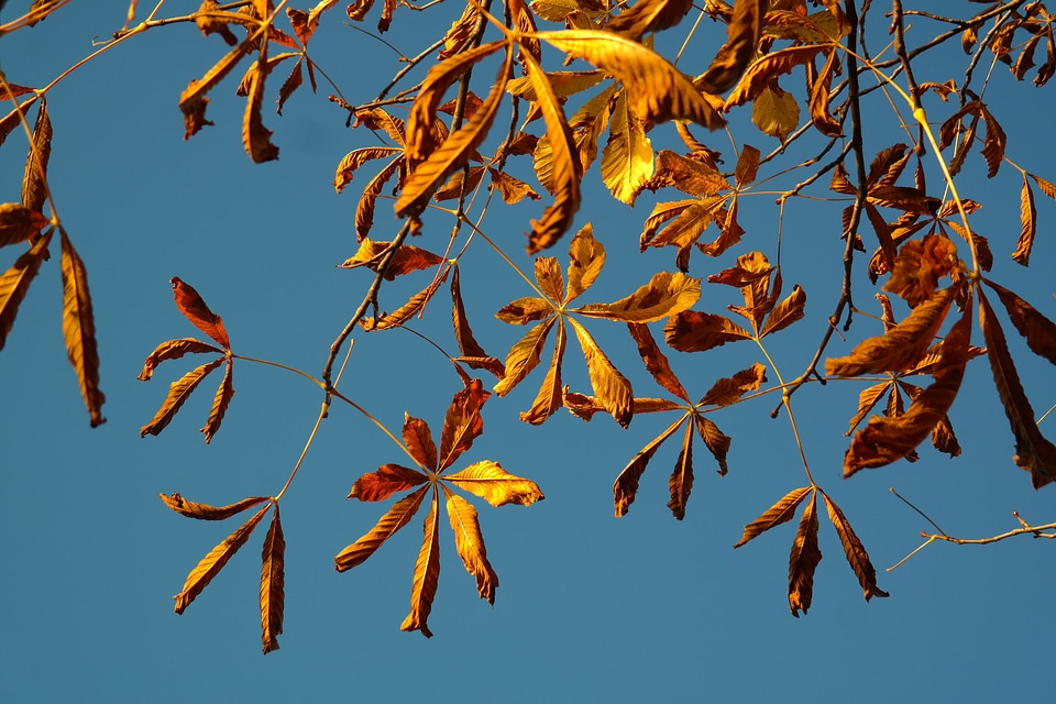 Tree chestnut chestnut tree