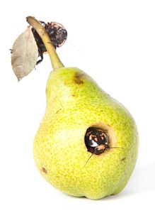 rotten pear photo