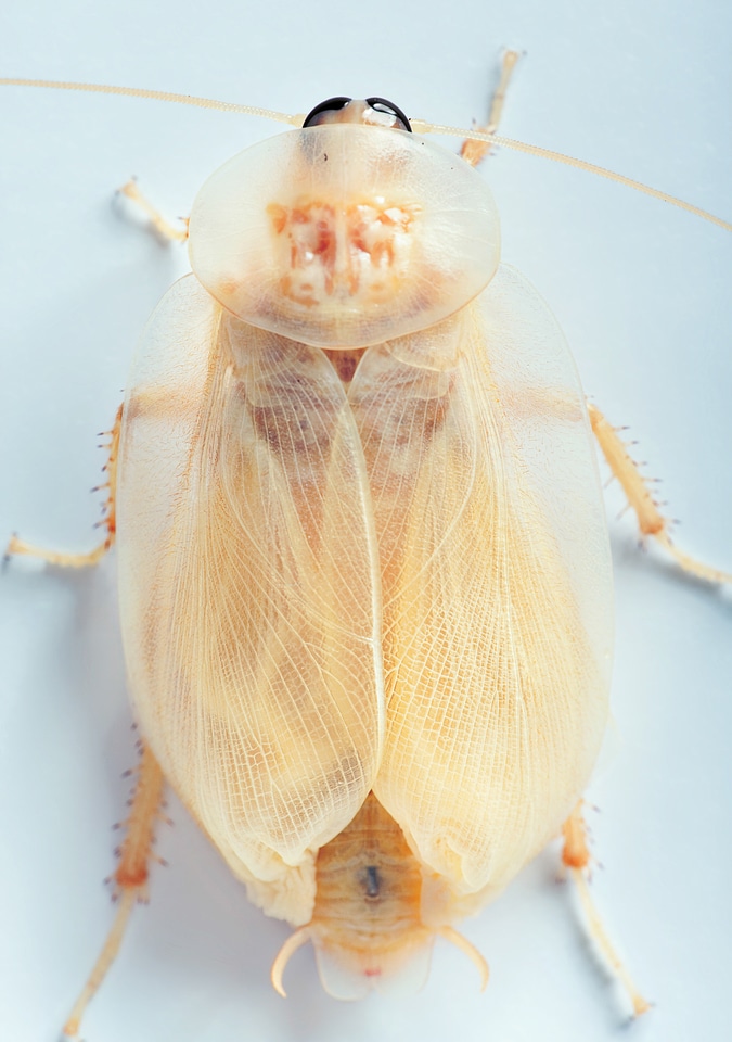 beetle