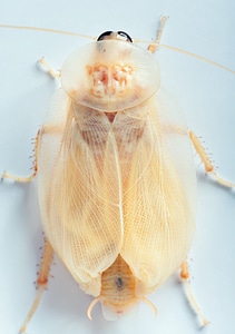 beetle
