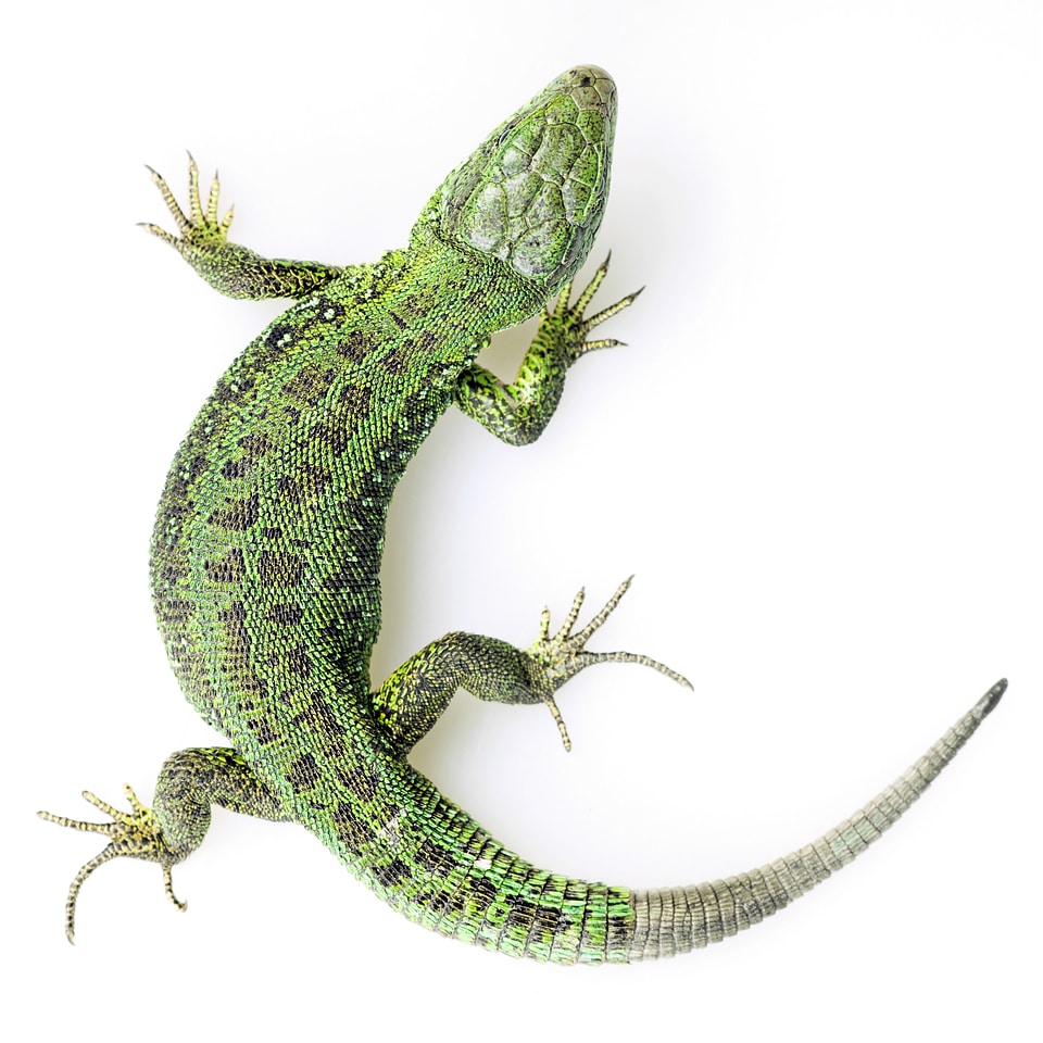 Green Lizard - Top View