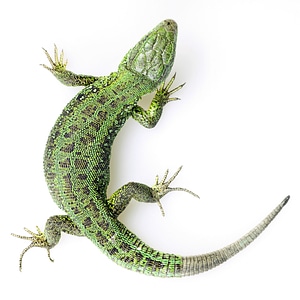 Green Lizard - Top View