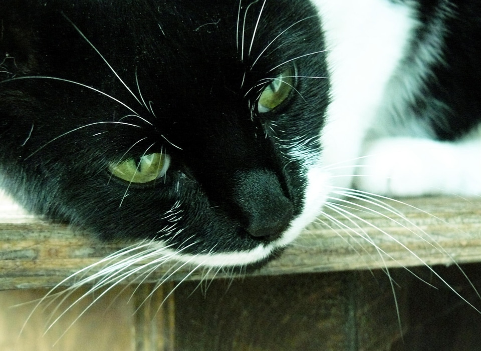 Black domestic cat animal world
