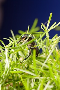 chafer beetle photo