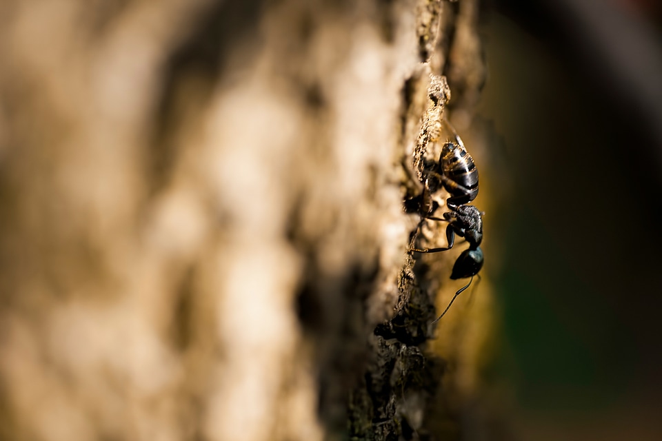 Ant Macro photo