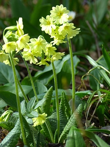 Primula vulgaris primrose flower