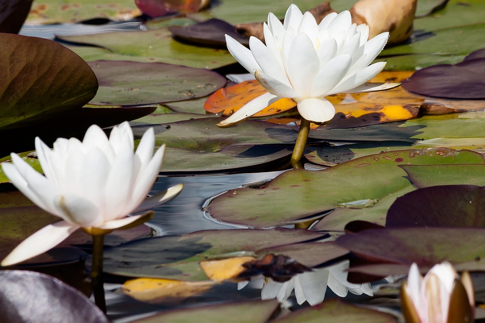 Lake rose aquatic plants petals