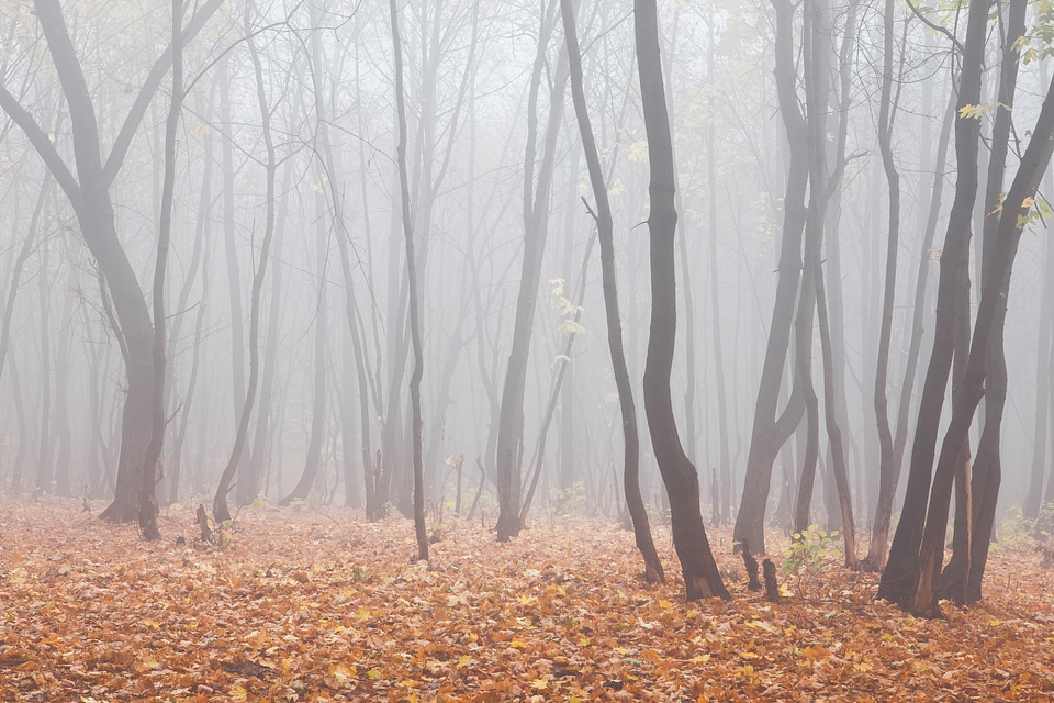 foggy forest photo