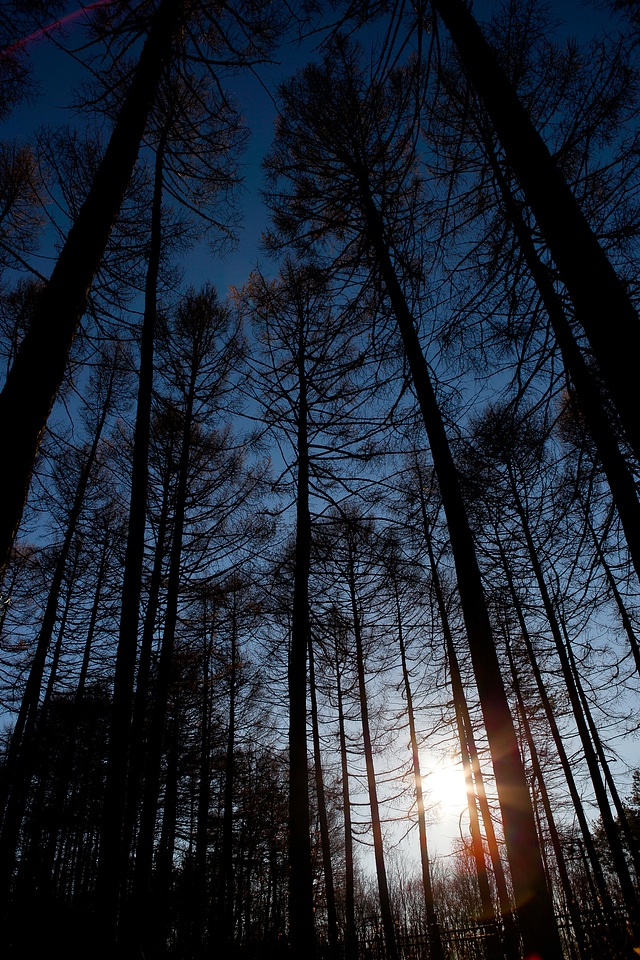 Trees Silhouette