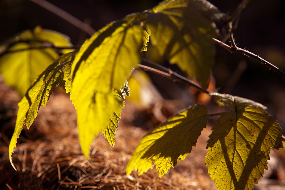 autumn leaves