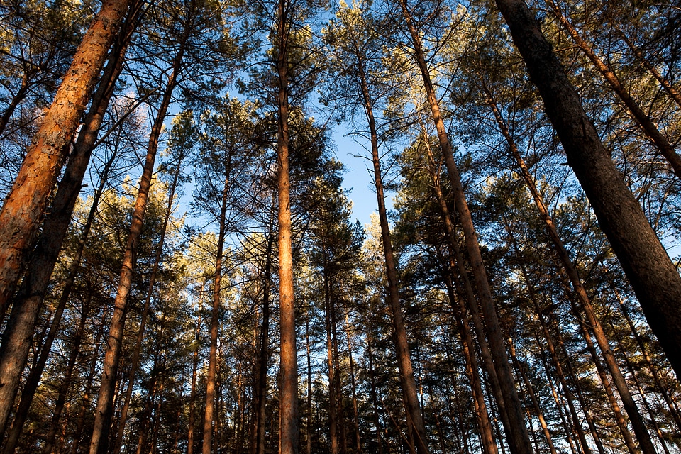 trees