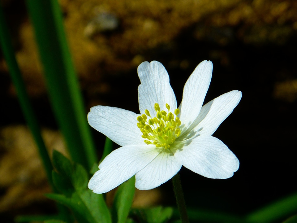 Blossom bloom white