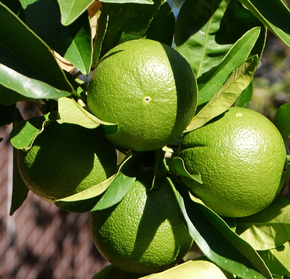 Foods edible unripe