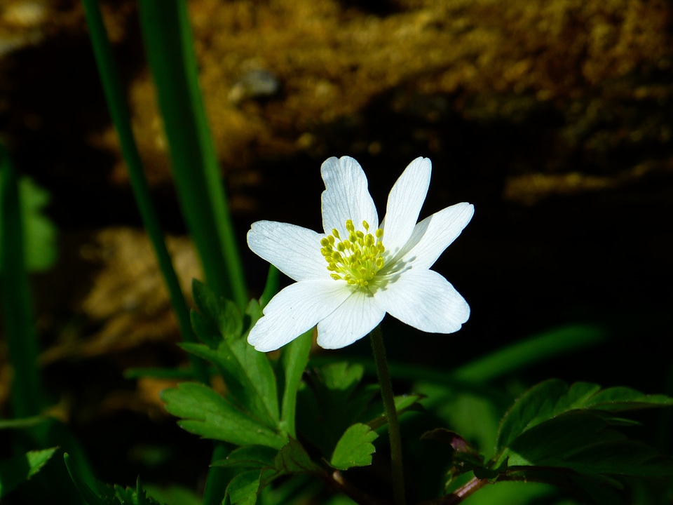 Blossom bloom white