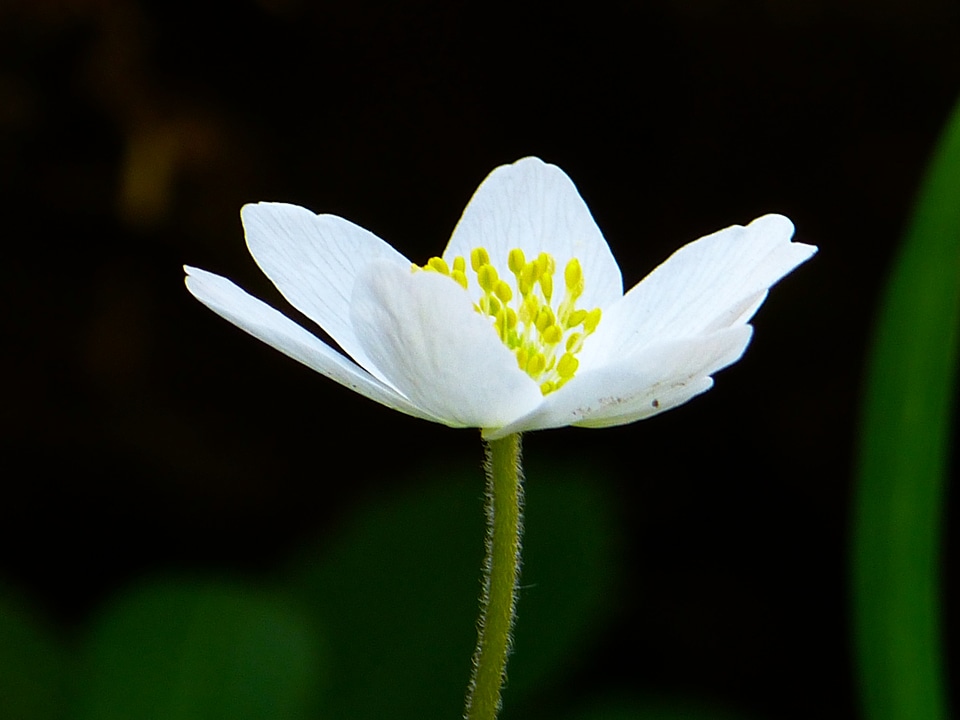 Blossom bloom white