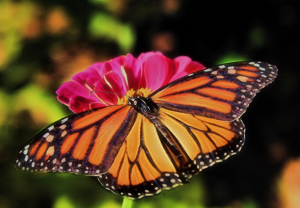 Insect nature wings